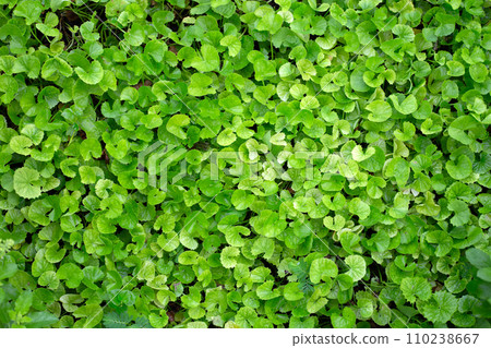 Gotu Kola plant growing in the garden 110238667