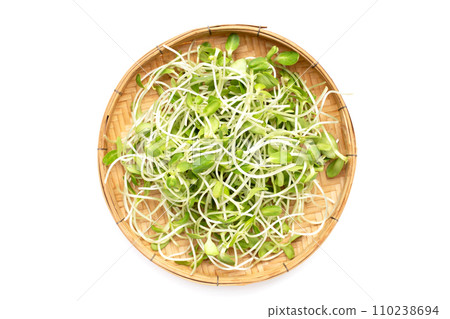 Sunflower Sprout on white background. Sunflower Sprout on white background. 110238694