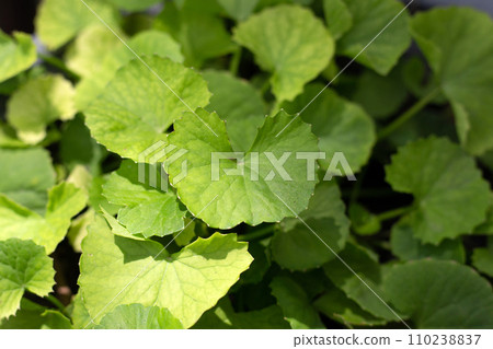 Gotu Kola plant growing in a pot 110238837