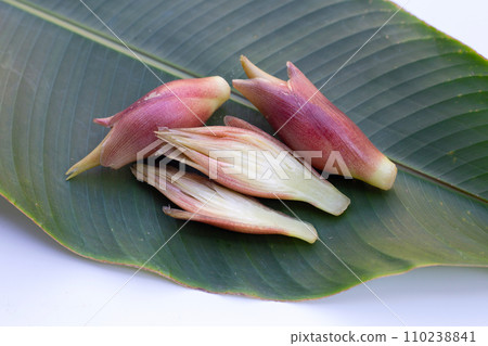 Fresh myoga on white background. 110238841