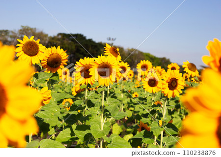 Sunflower field, Beautiful summer landscape. 110238876