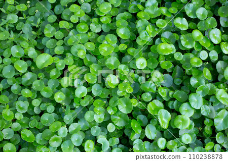 Centella asiatica (gotu kola). Fresh green leaves herb background. Centella asiatica (gotu kola). Fresh green leaves herb background. 110238878
