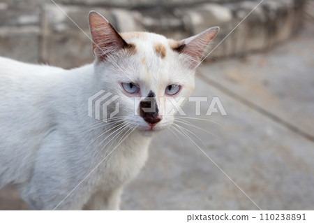 White cat walking on cement floor White cat walking on cement floor 110238891