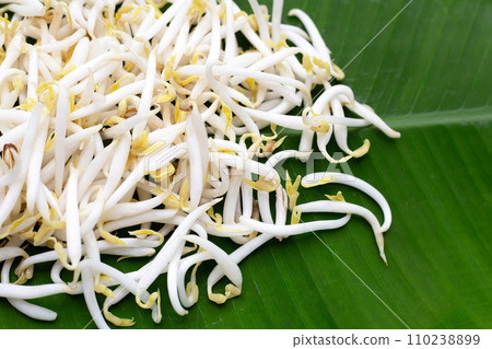 Bean sprouts on banana leaf Bean sprouts on banana leaf 110238899
