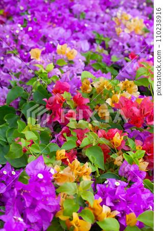 Beautiful bougainvillea flowers with green leaves 110238916