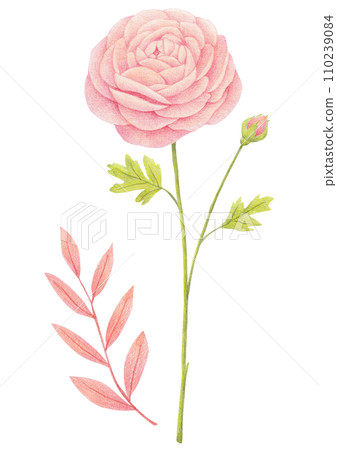 Colored pencil drawing of a pink ranunculus flower and a pink leaves. 110239084