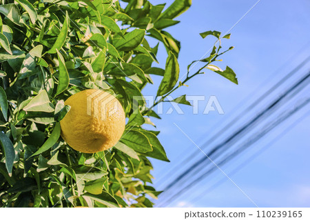 Yuzu shining against the blue sky Yuzu shining against the blue sky 110239165