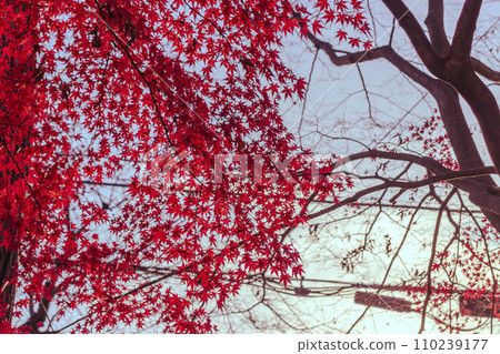 楓葉顏色鮮紅 110239177