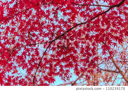 轉紅的Momiji 110239178