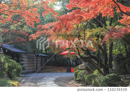 秋天的朋友 110239339