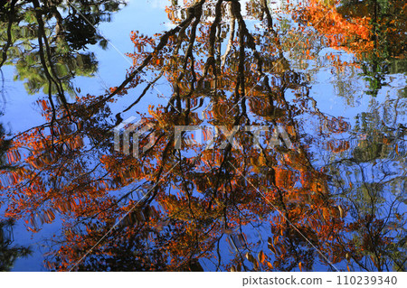 秋天的朋友 110239340