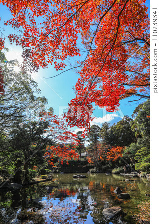 秋天的朋友 110239341