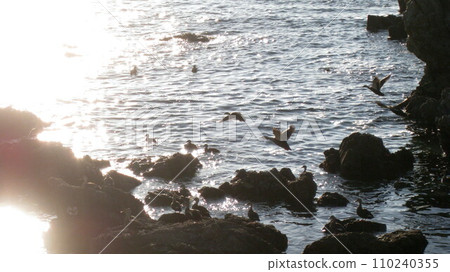 Bird perched on a rocky shore Bird perched on a rocky shore 110240355