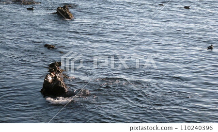 Bird perched on a rocky shore Bird perched on a rocky shore 110240396