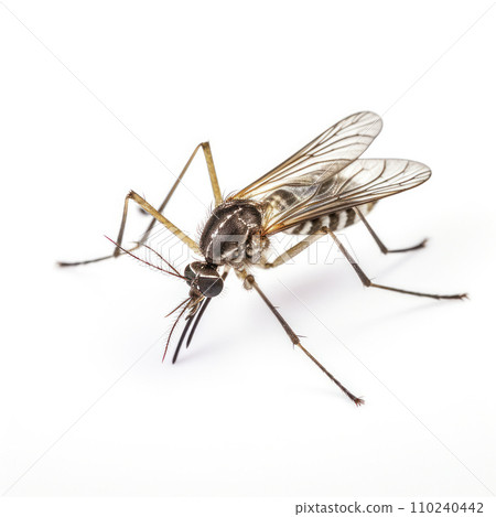 AI-generated content. extreme closeup mosquito on white background 110240442