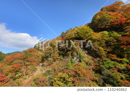 埼玉縣秩父市大瀧 奧秩父市荒川沿岸堺街道卡坂道旁落川橋附近的秋葉 埼玉縣秩父市大瀧 奧秩父市荒川沿岸堺街道卡坂道旁落川橋附近的秋葉 110240862