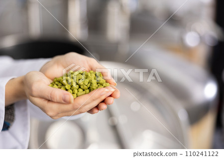 Hands of female brewer holding handful of pelletized hops 110241122