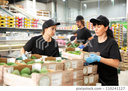 Young women and man packing avocado 110241127