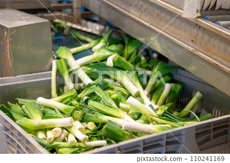 Washed green onions unloaded into plastic box from conveyor sorting line Washed green onions unloaded into plastic box from conveyor sorting line 110241169