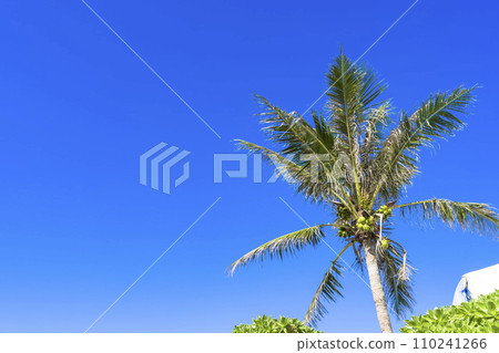 Palm trees in Busena Marine Park, rows of coconuts, Nago City, Okinawa Prefecture 110241266