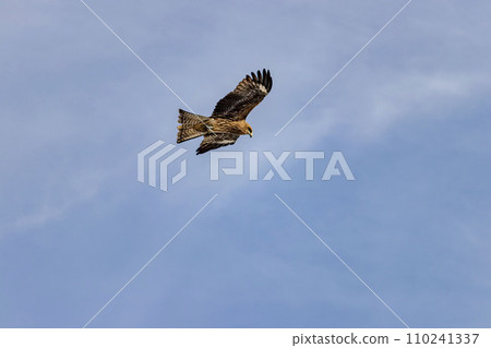 Flying calmly in the blue sky 110241337