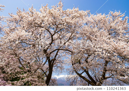 長野縣上伊那郡飯島町的櫻花風景 - 背景是中央阿爾卑斯山的南駒山脈 110241363