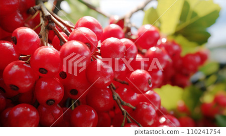 蔓越莓 AI 生成影像的特寫 110241754