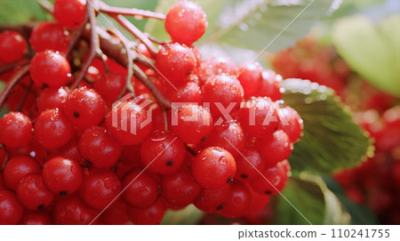 蔓越莓 AI 生成影像的特寫 蔓越莓 AI 生成影像的特寫 110241755