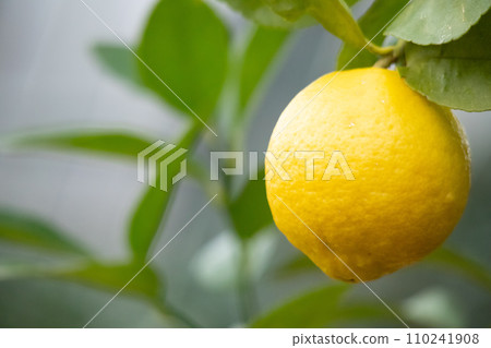 ripe lime ripe lime 110241908