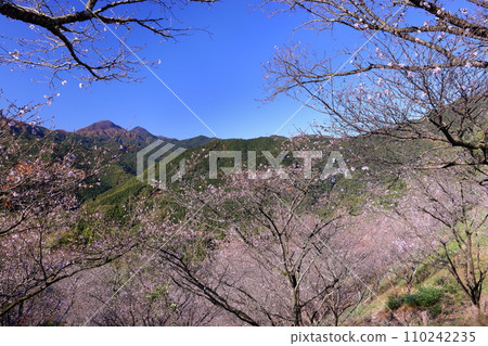 從群馬縣藤岡市三波川的冬櫻花和紅葉名勝櫻山公園的山上眺望冬櫻花 110242235