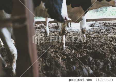 cow, cattle, cows 110242985
