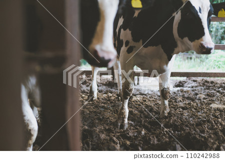 cow, cattle, cows 110242988