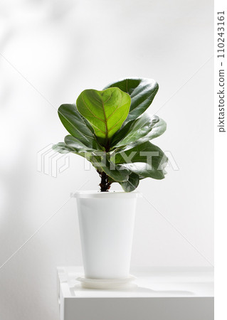 Fiddle fig or Ficus lyrata 110243161