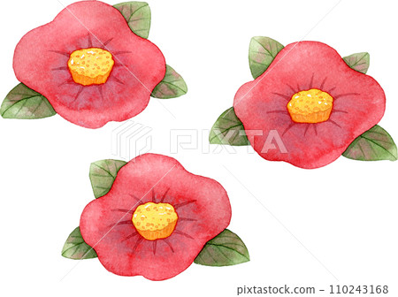 Watercolor illustration of red camellia flower 110243168