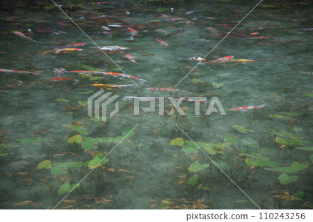 莫奈的池塘 110243256