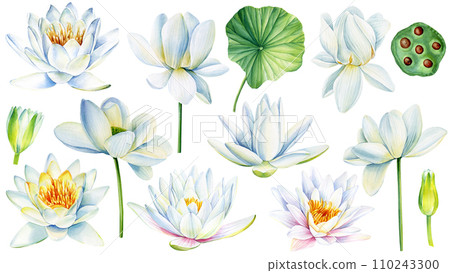 White lotus set, watercolor botanical illustration. Hand drawn floral illustration isolated on white background 110243300