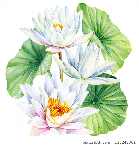 White lotus flower and green leaves. Watercolor texture. Oriental Chinese and Japanese style, botanical flora 110243301