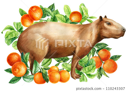 Watercolor capybara and oranges fruits. Hand-drawn cute animals illustration wildlife isolated on a white background.  110243307