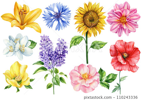 Flowers set with rose, poppy, sunflower, lilac and Jasmin. Watercolor botanical cornflower, dahlia, lily and hellebore 110243336