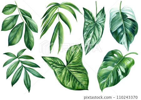 Collection of exotic tropical leaves isolated on white background. Watercolor botanical illustration. Jungle Green leaf 110243370
