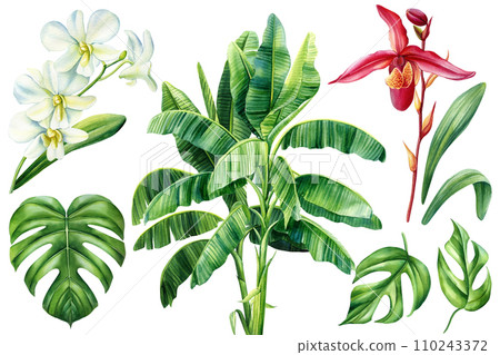 Tropical orchid flower and banana palm, watercolor illustration, hand drawing exotic plants isolated on white background Tropical orchid flower and banana palm, watercolor illustration, hand drawing exotic plants isolated on white background 110243372