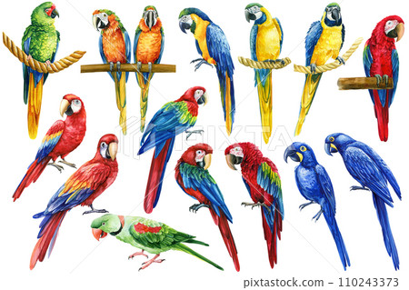 Colorful parrot, red, blue and yellow macaw, set tropical bird isolated white background, watercolor illustration design 110243373
