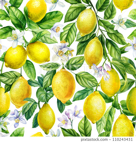 Lemon seamless pattern. Citrus fruits, twig, leaves for design paper, fabric, decor. Botanical watercolor painting Lemon seamless pattern. Citrus fruits, twig, leaves for design paper, fabric, decor. Botanical watercolor painting 110243431