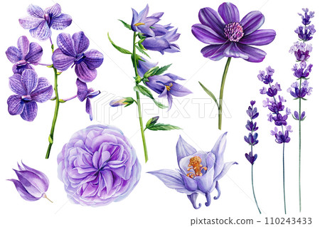Purple flowers set. Lavander, orchid, dahlia, bluebell and rose. Violet Flora watercolor botanical hand drawing clipart Purple flowers set. Lavander, orchid, dahlia, bluebell and rose. Violet Flora watercolor botanical hand drawing clipart 110243433