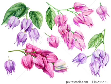 Pink tropical flowers, The wonder of Flowers. Watercolor botanical illustration on isolated background. Clerodendrum  110243450