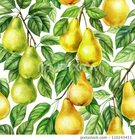 Pear twig. Seamless background with pear fruit, leaf. Design for paper, fabric, decor. Botanical watercolor illustration Pear twig. Seamless background with pear fruit, leaf. Design for paper, fabric, decor. Botanical watercolor illustration 110243451