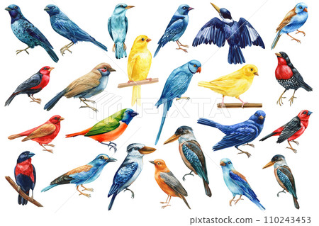 Tropical bird Set isolated white background, canary, kookaburra, kingfisher and finch, exotic bird watercolor painting Tropical bird Set isolated white background, canary, kookaburra, kingfisher and finch, exotic bird watercolor painting 110243453