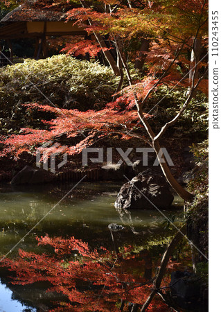 秋葉反射在水面上,垂直位置 秋葉反射在水面上,垂直位置 110243455