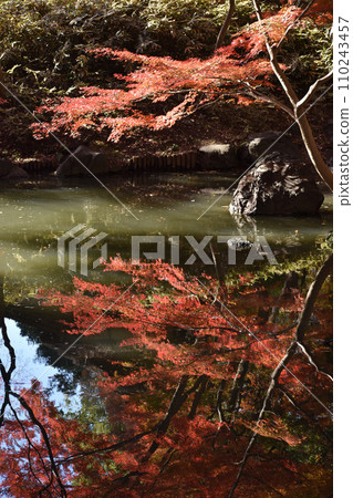 Autumn leaves reflected on the water surface, vertical position Autumn leaves reflected on the water surface, vertical position 110243457