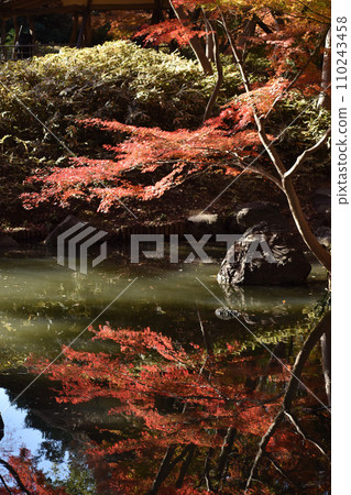 秋葉反射在水面上,垂直位置 秋葉反射在水面上,垂直位置 110243458